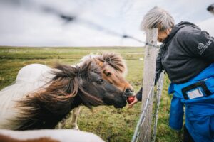 Read more about the article Portraits of the iconic Shetland pony