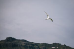 Read more about the article Arctic Iceland – visiting the island of birds on Grímsey