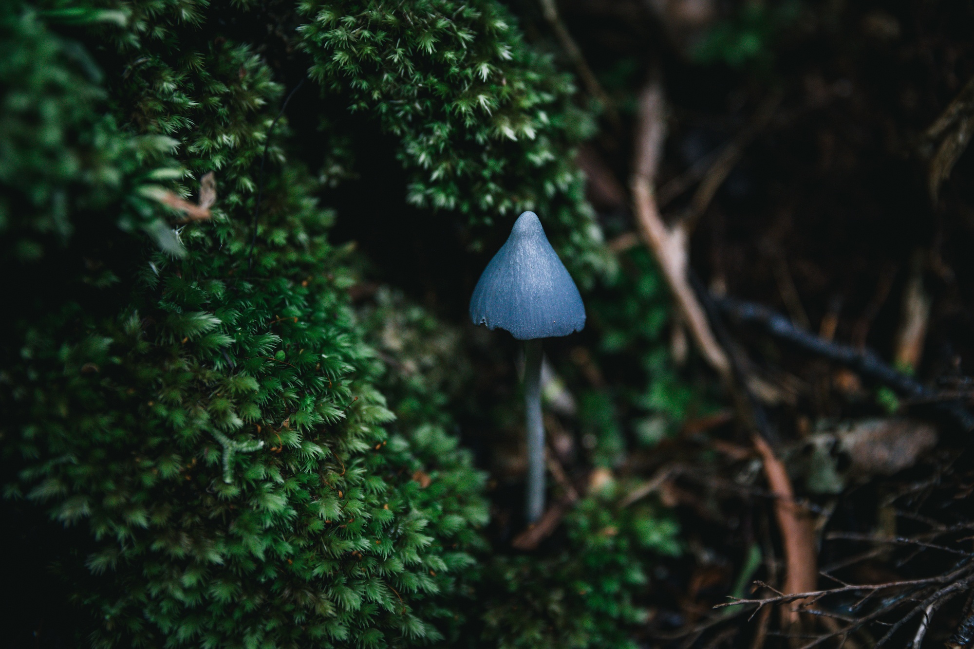Read more about the article New Zealand’s blue mushroom the world is obsessed with